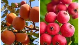 柿子虽甜，莫贪“石”